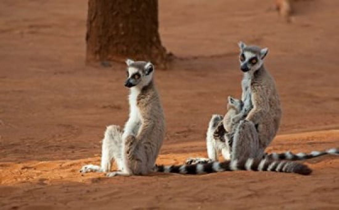 Madagascar Berenty Reserve Ring-tailed Lemurs Canvas Art - Charles Sleicher DanitaDelimont (38 x 24)