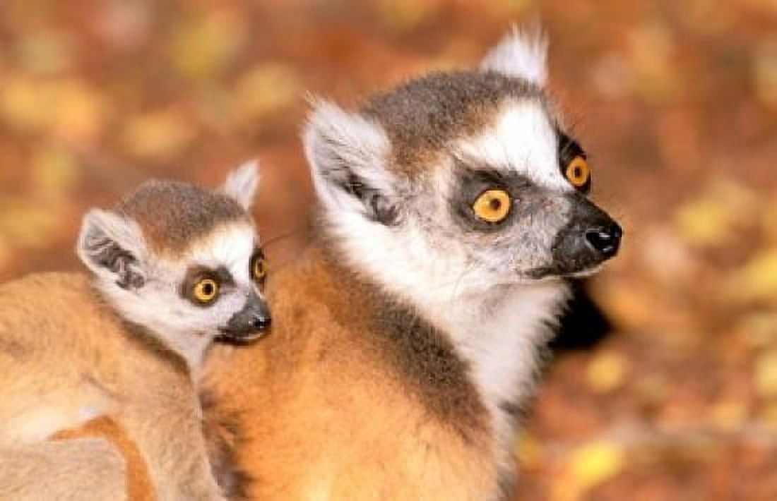 Madagascar Berenty Reserve Ring-tailed lemur primates Canvas Art - Pete Oxford DanitaDelimont (18 x 12)