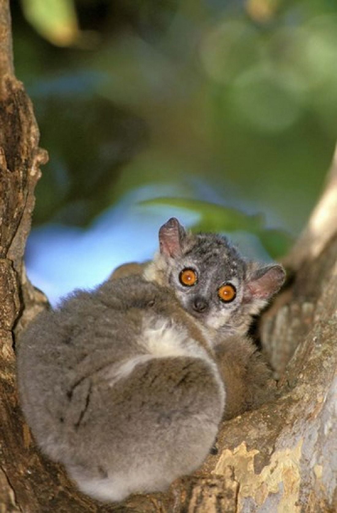 Madagascar Berenty Reserve Whitefooted sportive lemur Canvas Art - Pete Oxford DanitaDelimont (24 x 36)