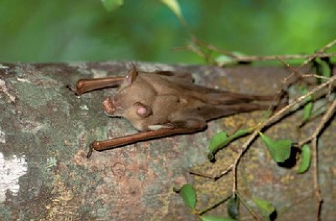 Madagascar Commersons leaf-nosed bat wildlife Canvas Art - Pete Oxford DanitaDelimont (24 x 15)