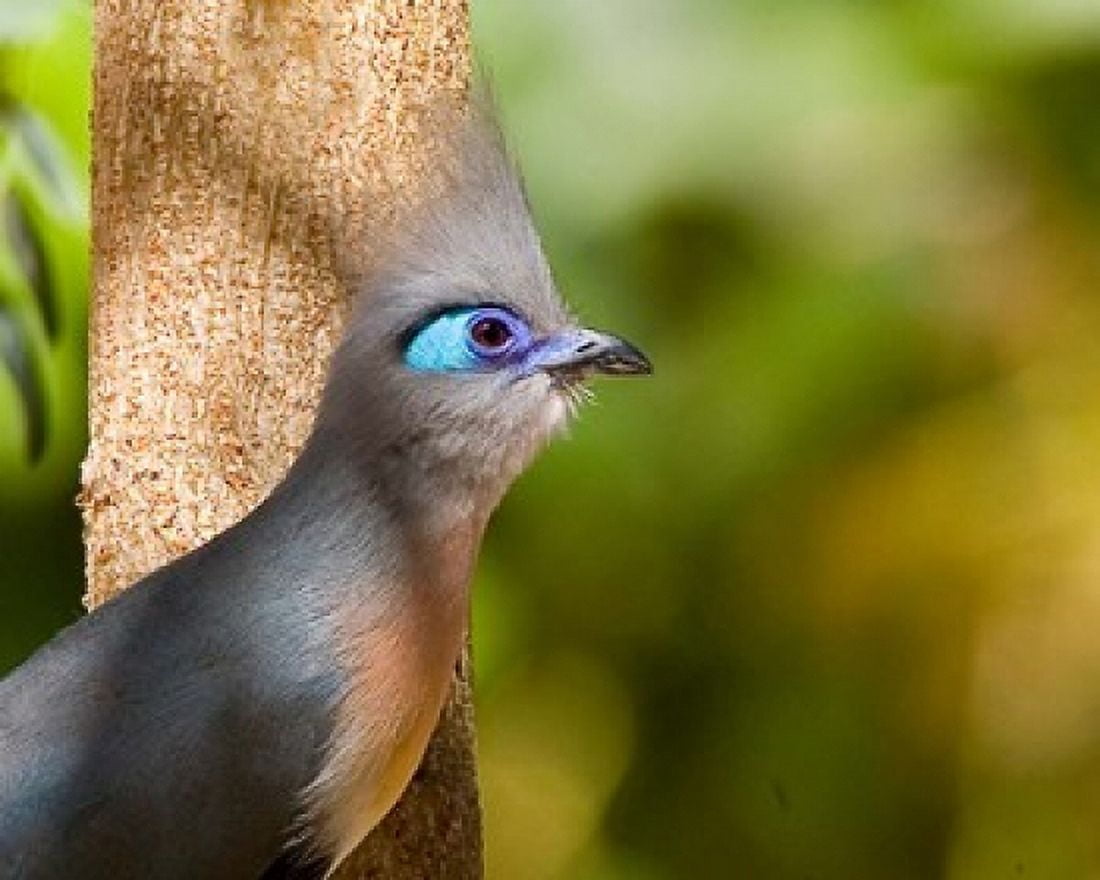 Madagascar Crested coua bird next to tree Canvas Art - Jaynes Gallery DanitaDelimont (34 x 28)