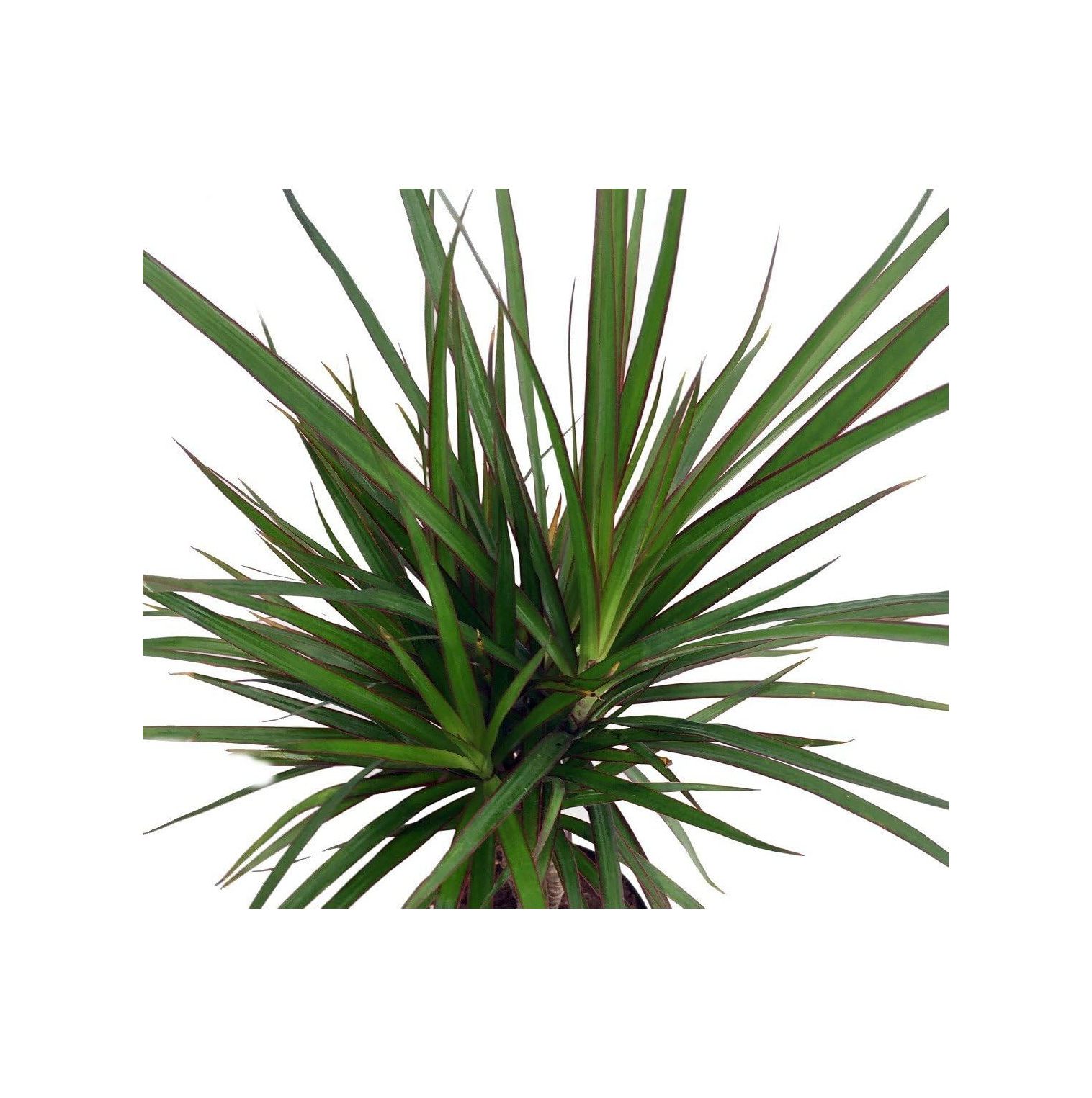 Madagascar Dragon Tree Dracaena marginata 4" Pot Easy to Grow