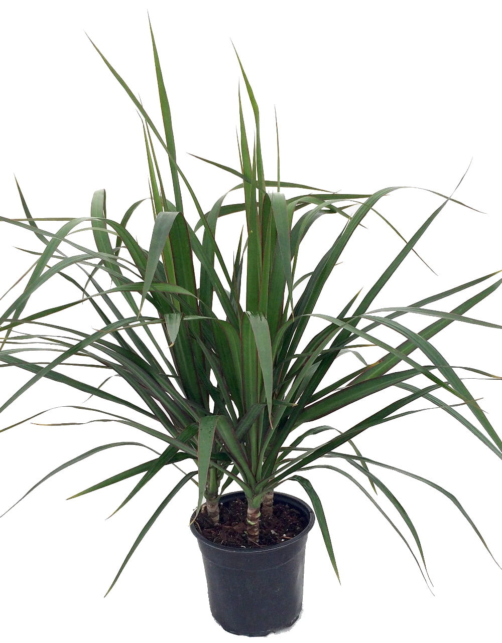 DIFFUSION 602663 Plante artificiel dragonnier de Madagascar – H.170 cm