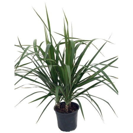 Madagascar Dragon Tree - Dracaena marginata - 6" Pot