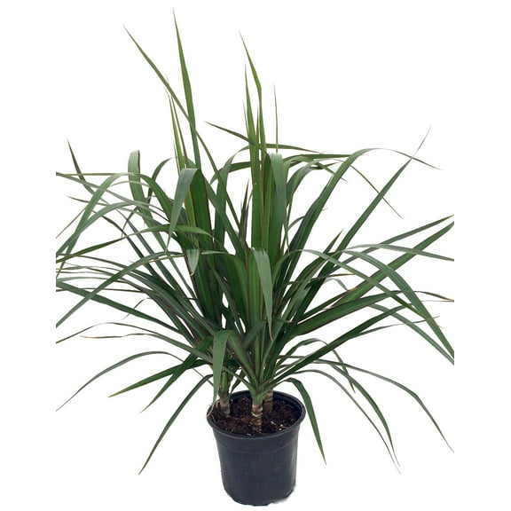 Madagascar Dragon Tree - Dracaena marginata - 6" Pot
