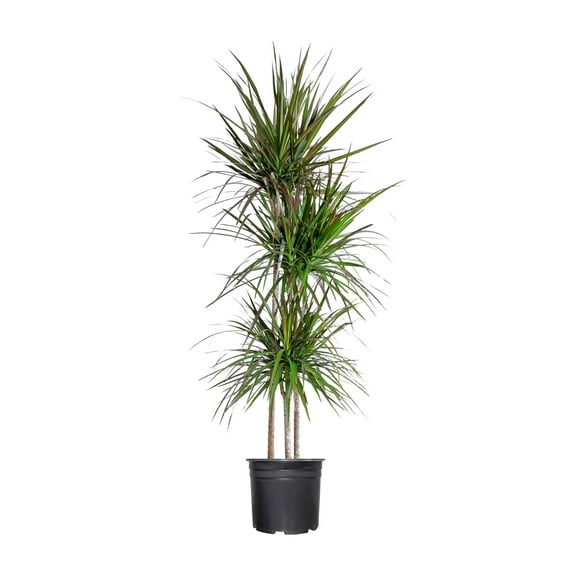 Madagascar Dragon Tree  Extra Large 3 Gallon Tree  Large Beautiful Florist Quality House Plant  Air Purifying Exotic Indoor Plant  Perfect for Home and Office Decor