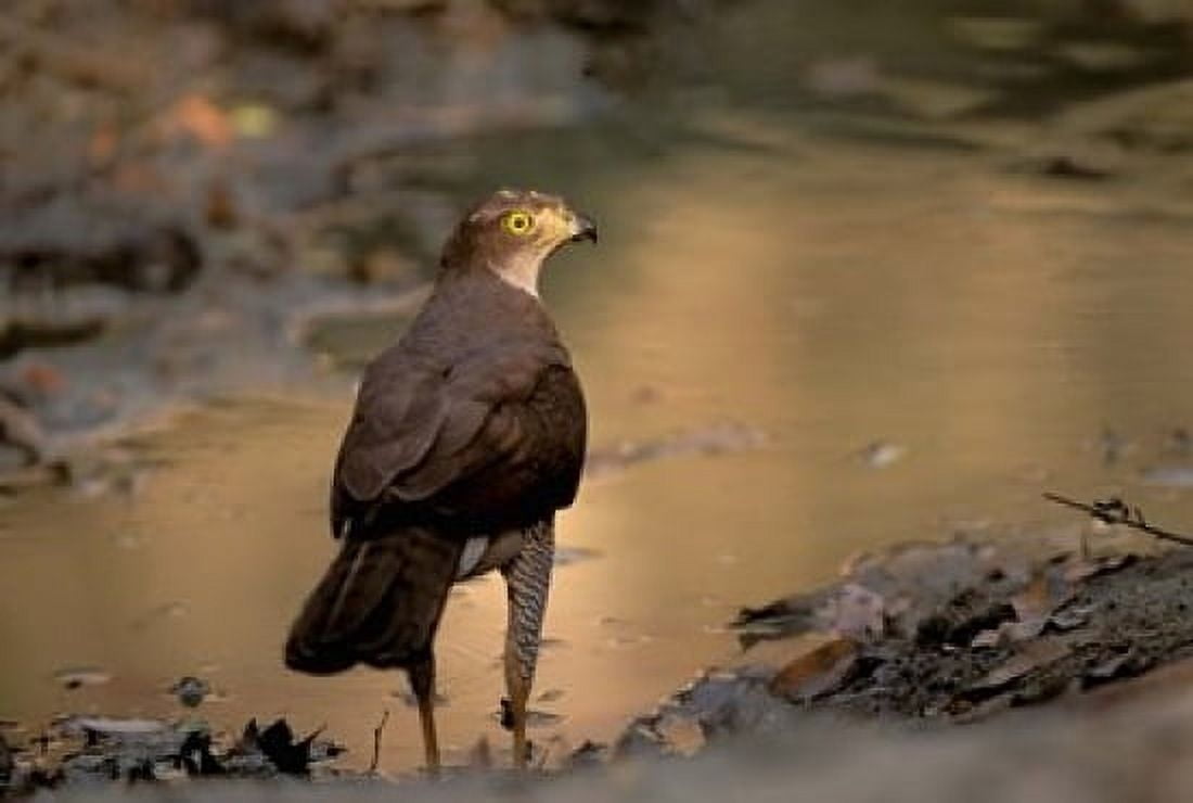 Madagascar Eastern dry forest Hensts Goshawk bird Canvas Art - Pete Oxford DanitaDelimont (24 x 15)