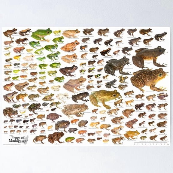Madagascar Frogs to Scale Scientific Poster, Poster Home Decor, Poster Only