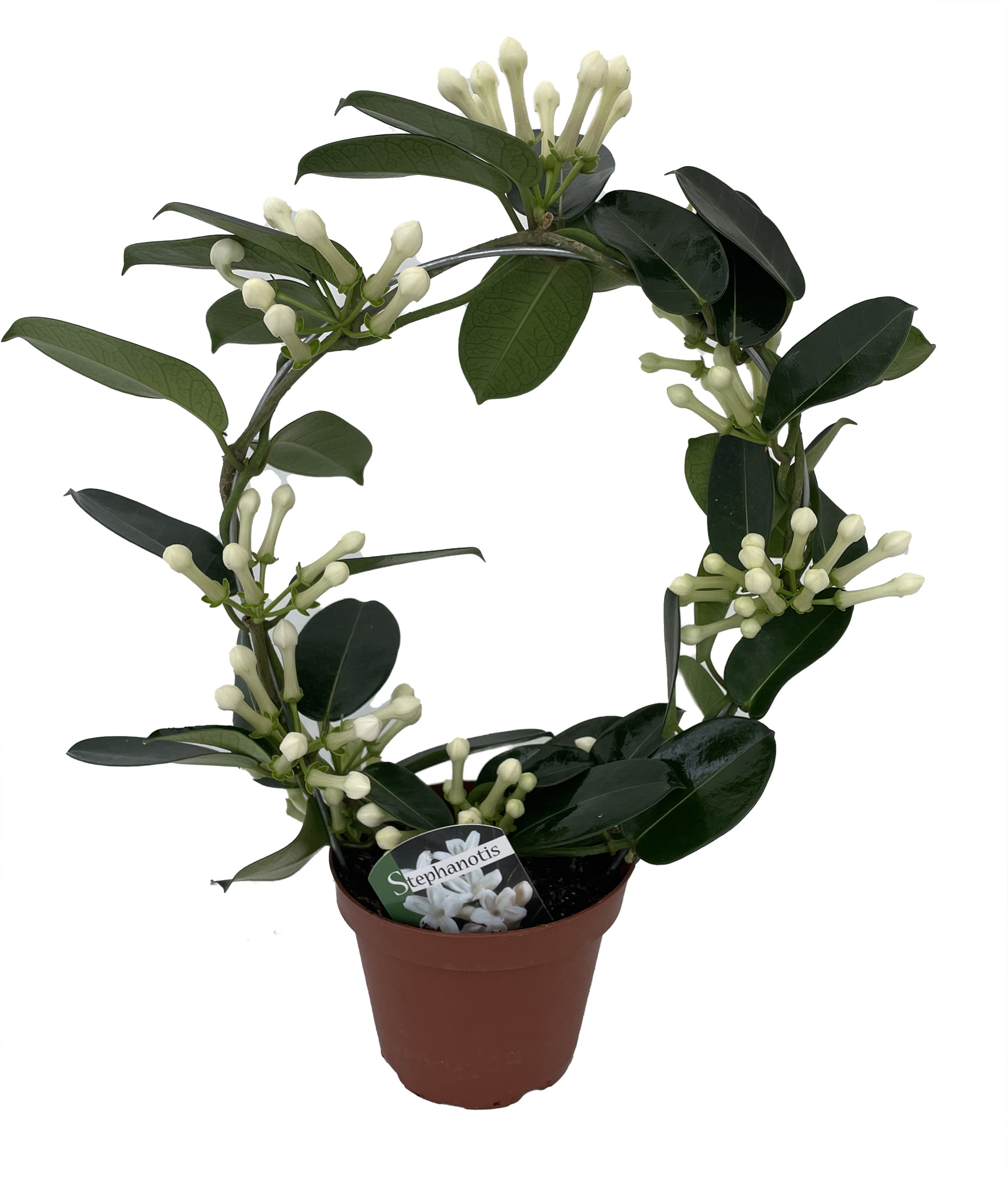 Madagascar Jasmine, Stephanotis floribunda, Monrovia Plant
