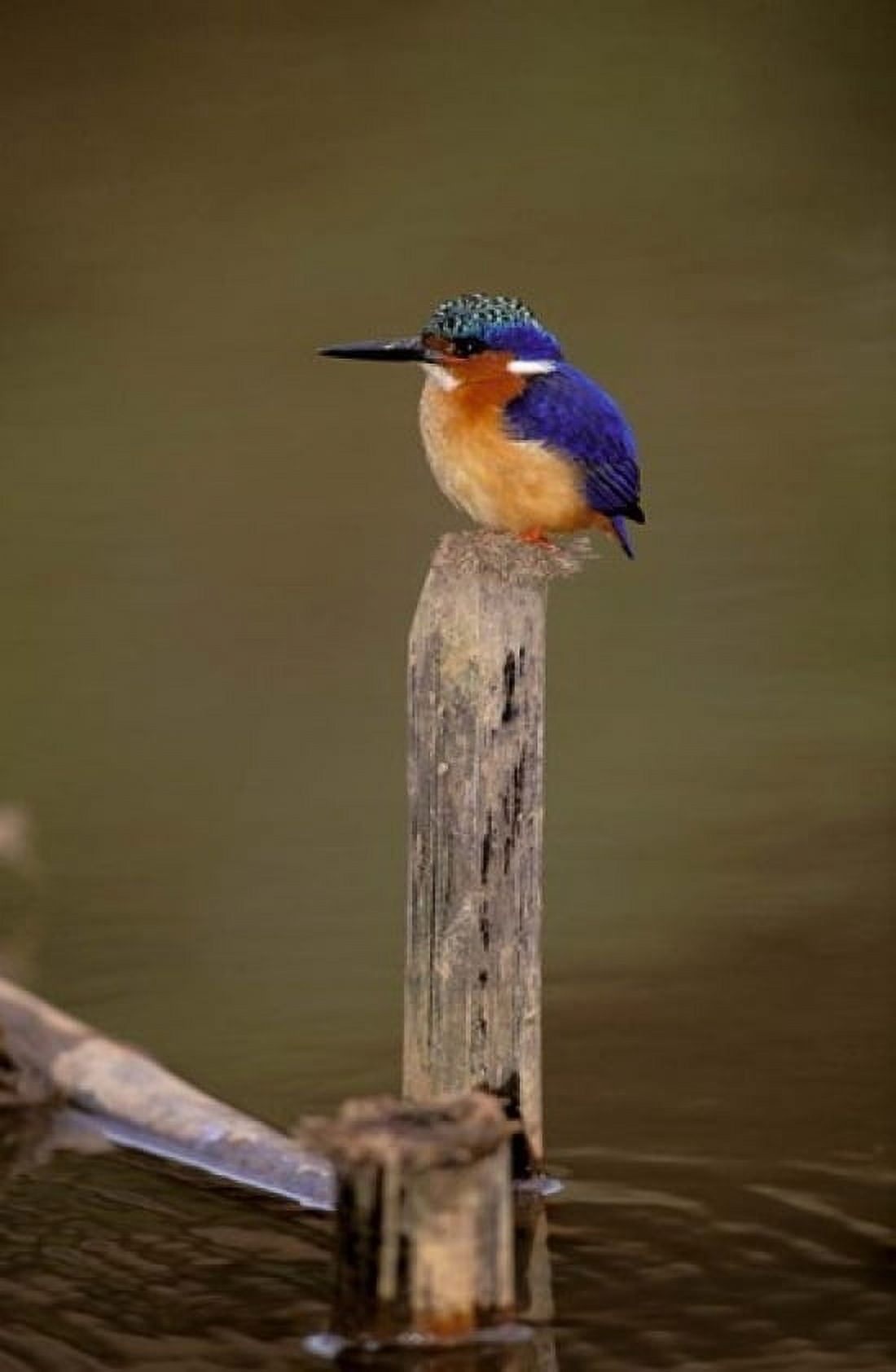 Madagascar La Madraka Malagasy Kingfisher Canvas Art - Pete Oxford DanitaDelimont (12 x 17)