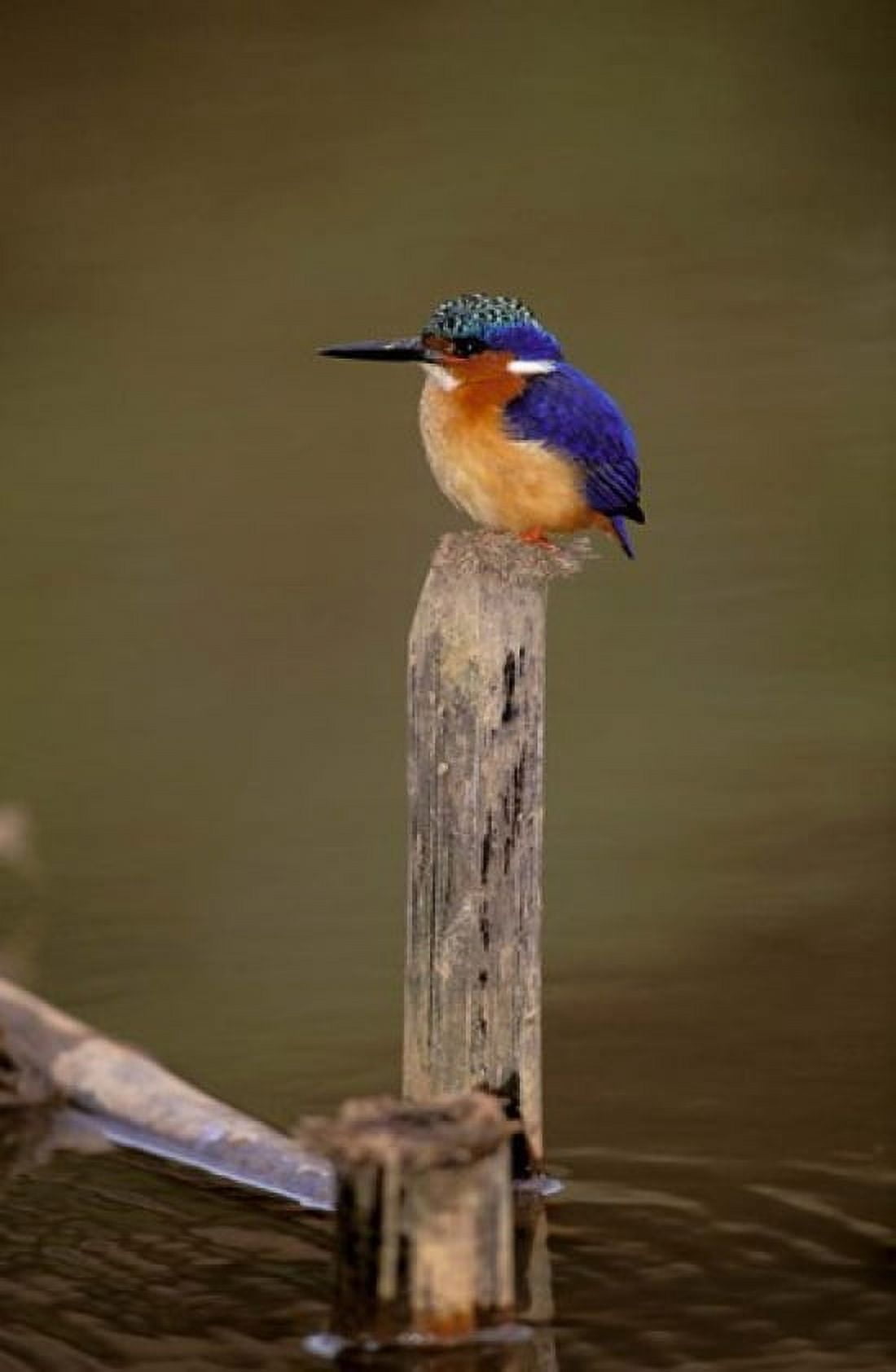 Madagascar La Madraka Malagasy Kingfisher Canvas Art - Pete Oxford DanitaDelimont (24 x 36)