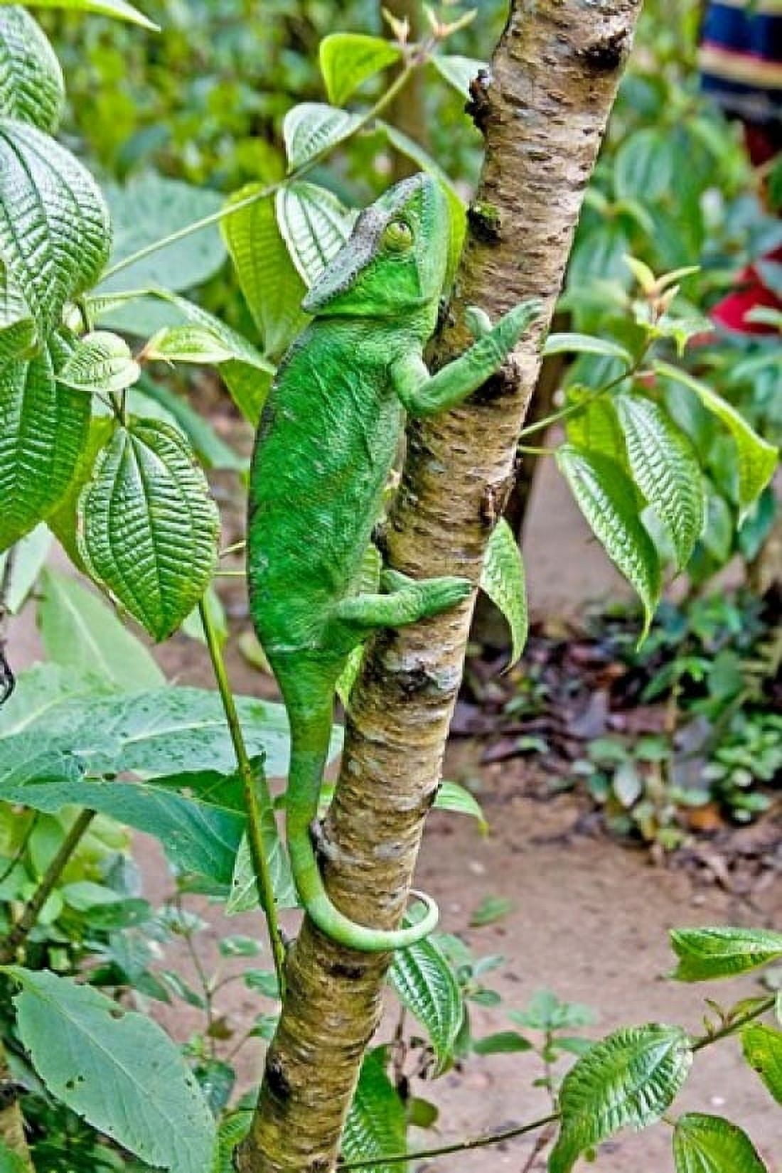 Madagascar Lizard Chameleon on tree limb Canvas Art - Jaynes Gallery DanitaDelimont (24 x 35)