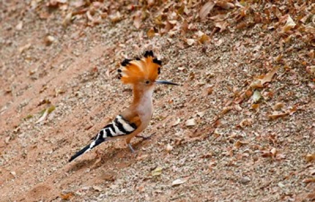 Madagascar Madagascar Hoopoe endemic bird Canvas Art - Charles Sleicher DanitaDelimont (37 x 24)