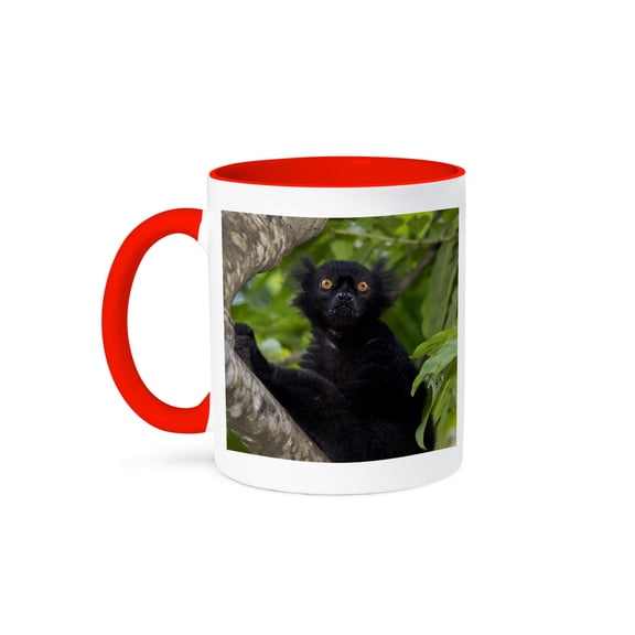 3dRose, Madagascar, Nosy Be. Wild black lemur male., 11oz Two-Tone Red Mug