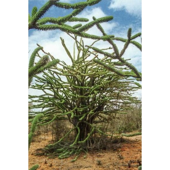 CZ Grain 10 Madagascar Ocotillo Tree Seeds Plant Seeds, Beautiful and Exotic