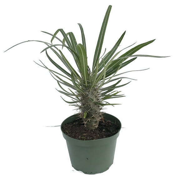 Madagascar Palm - Pachypodium Lamerei - Exotic & Easy! - 6" Pot