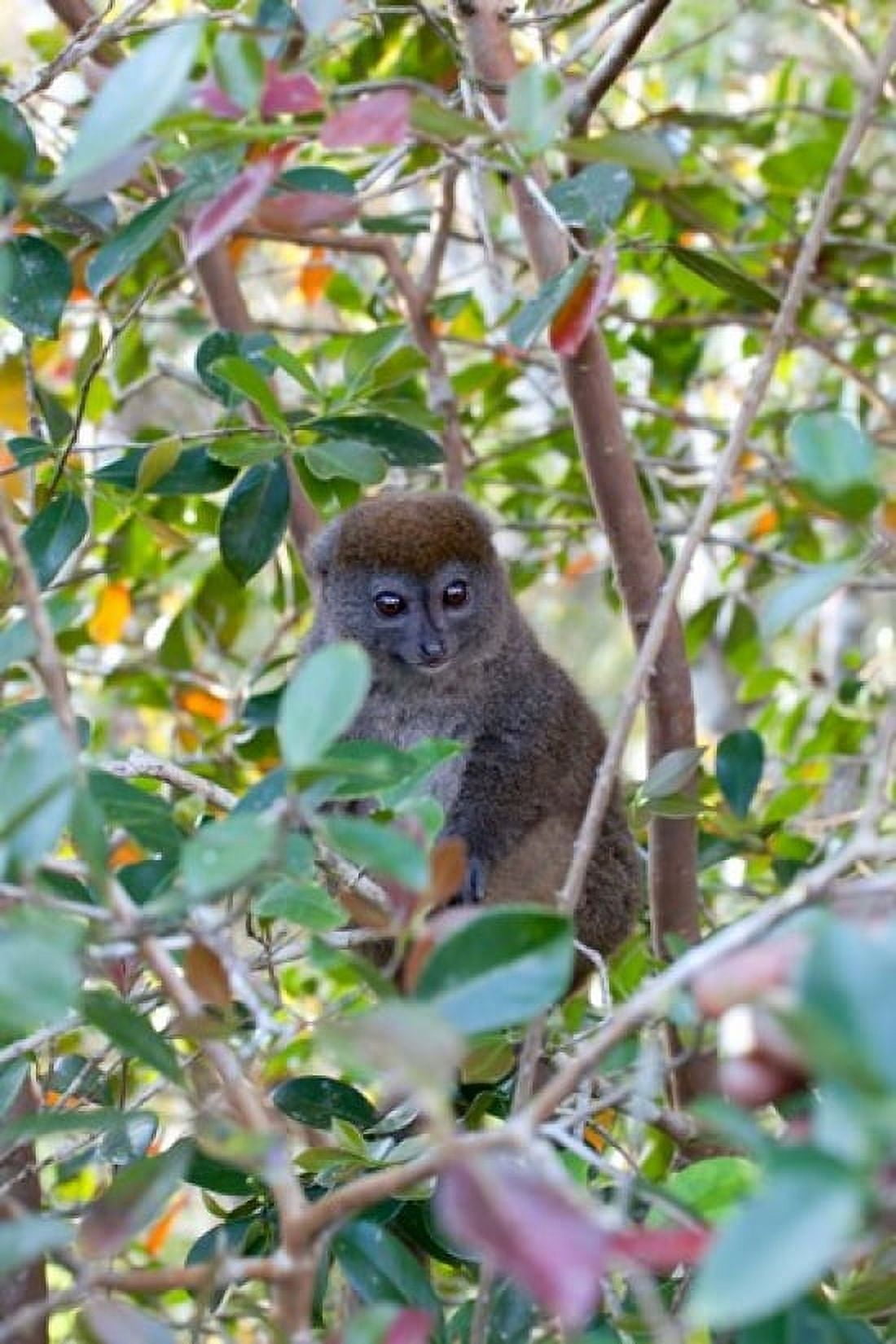 Madagascar Perinet Eastern Grey Bamboo Lemur Canvas Art - Charles Sleicher DanitaDelimont (25 x 38)