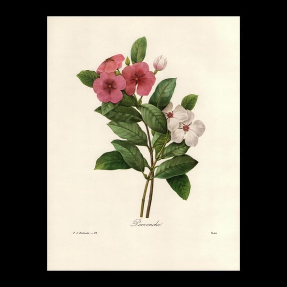 Madagascar Periwinkle Botanical Print, Unframed Paper Poster 8x10in