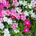 thumbnail image 1 of Madagascar Periwinkle Seeds for Planting - Mixed Color Flowers - Catharanthus roseus (1,000 Seeds), 1 of 3