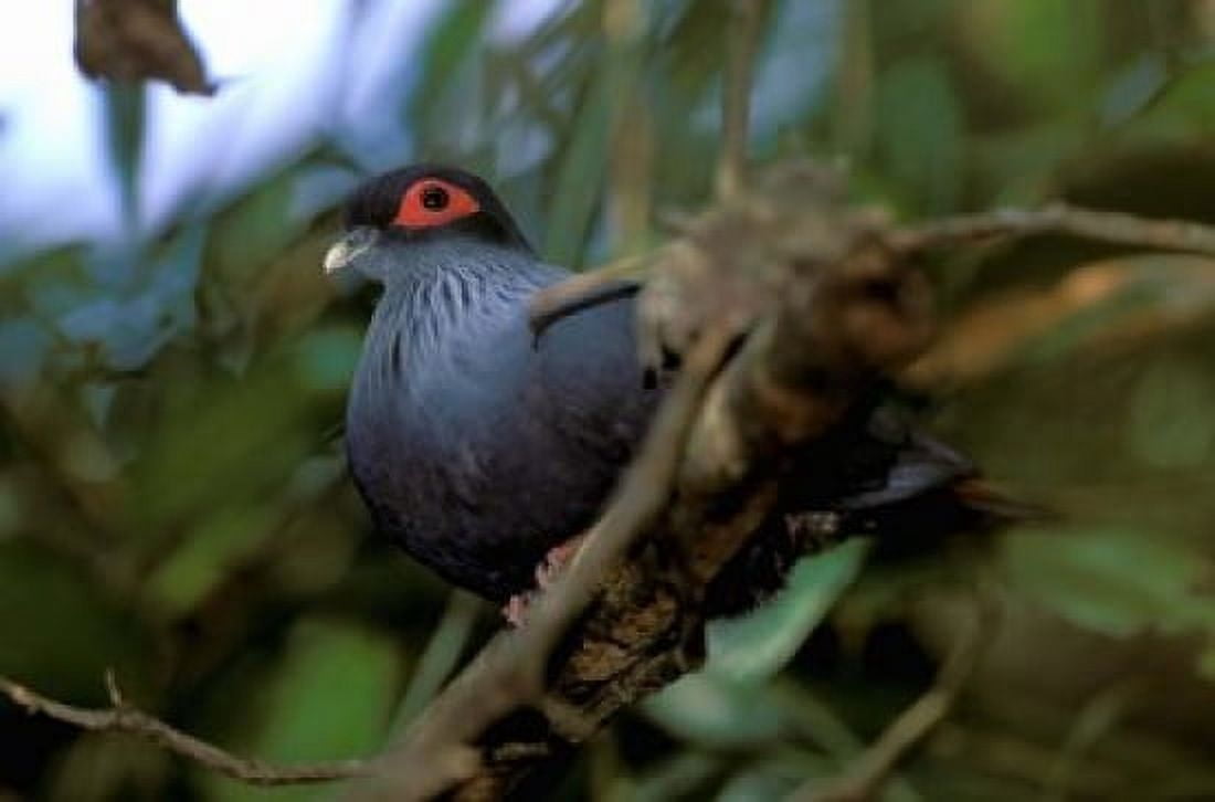 Madagascar Ranamafana blue pigeon bird Canvas Art - Pete Oxford DanitaDelimont (36 x 24)
