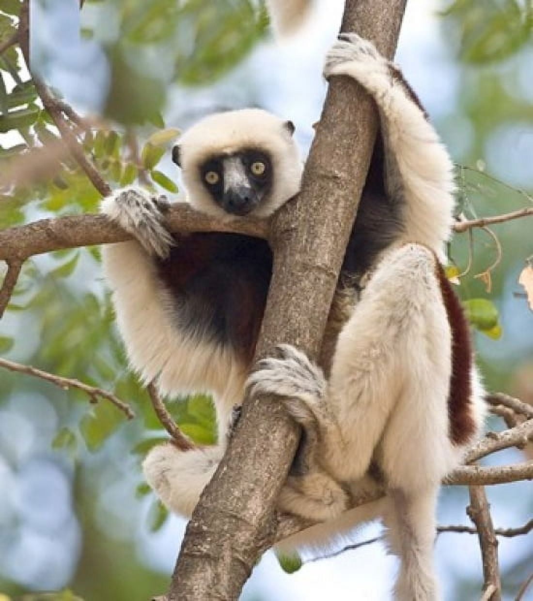 Madagascar Sifaka lemur wildlife in tree Canvas Art - Jaynes Gallery DanitaDelimont (31 x 34)
