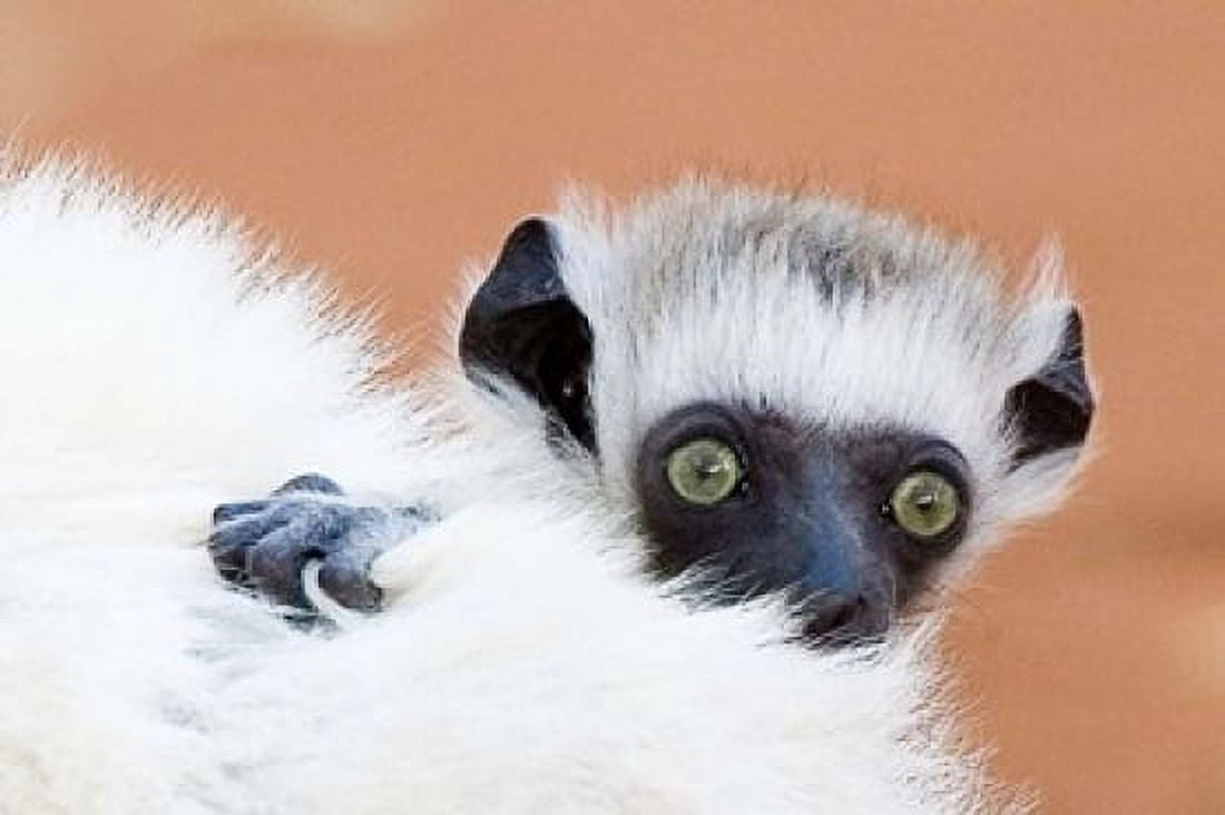 Madagascar Verreaus sifaka primate Canvas Art - Jaynes Gallery  DanitaDelimont (34 x 23)