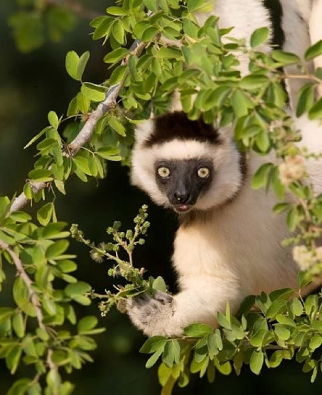 Madagascar Verreauxs sifaka hanging in tree Canvas Art - Jaynes Gallery DanitaDelimont (14 x 17)
