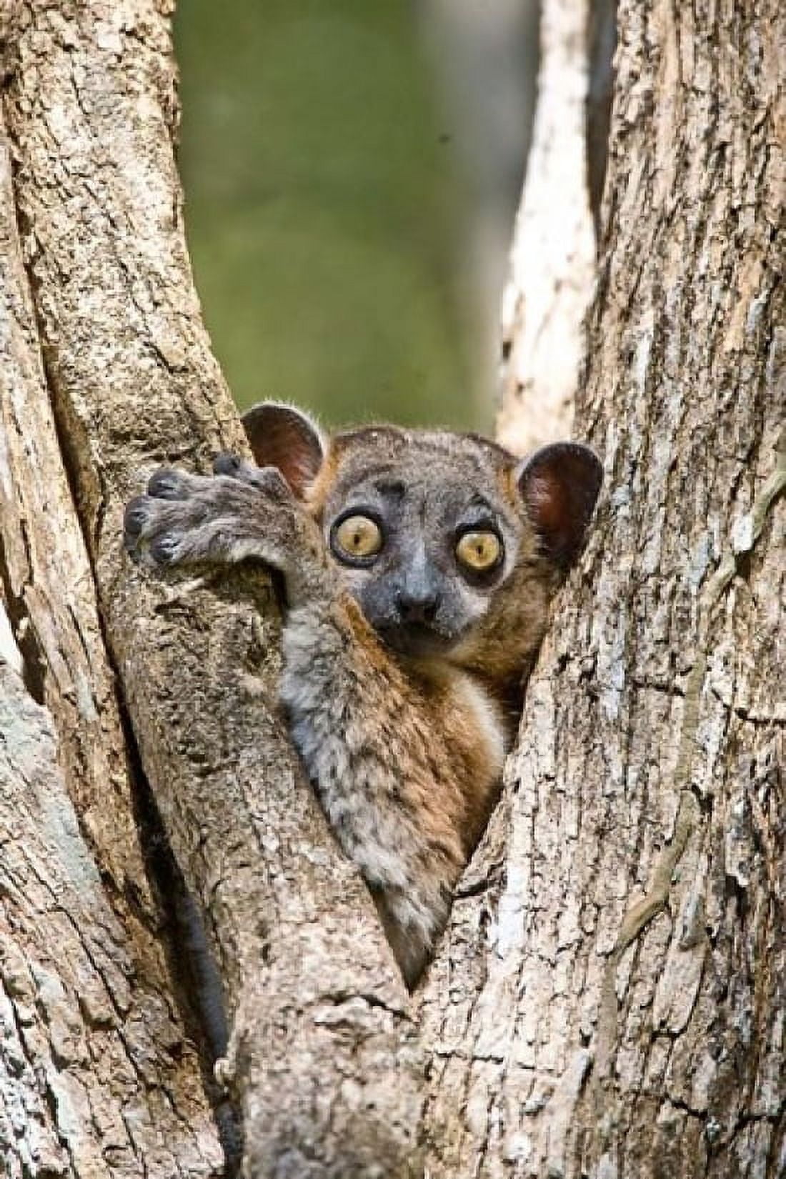 Madagascar White-footed sportive lemur primate Canvas Art - Jaynes Gallery DanitaDelimont (11 x 17)