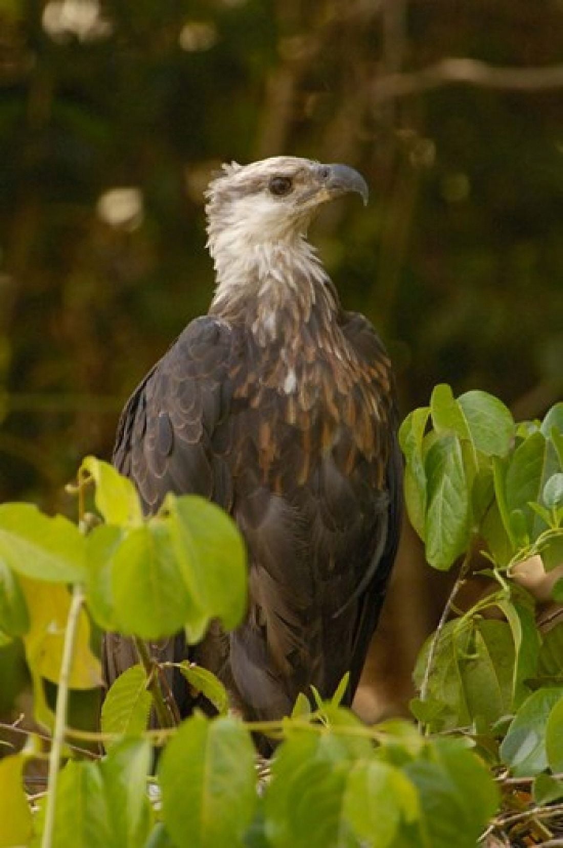 Madagascar fish eagle Ankarafantsika Nature Reserve Canvas Art - Pete Oxford DanitaDelimont (25 x 38)