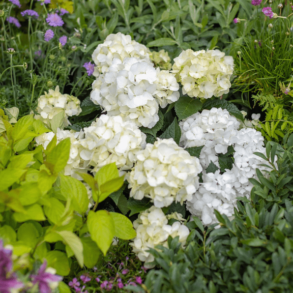 Madame Emile Mouillre Hydrangea Elegant White Mophead Flowering Shrub
