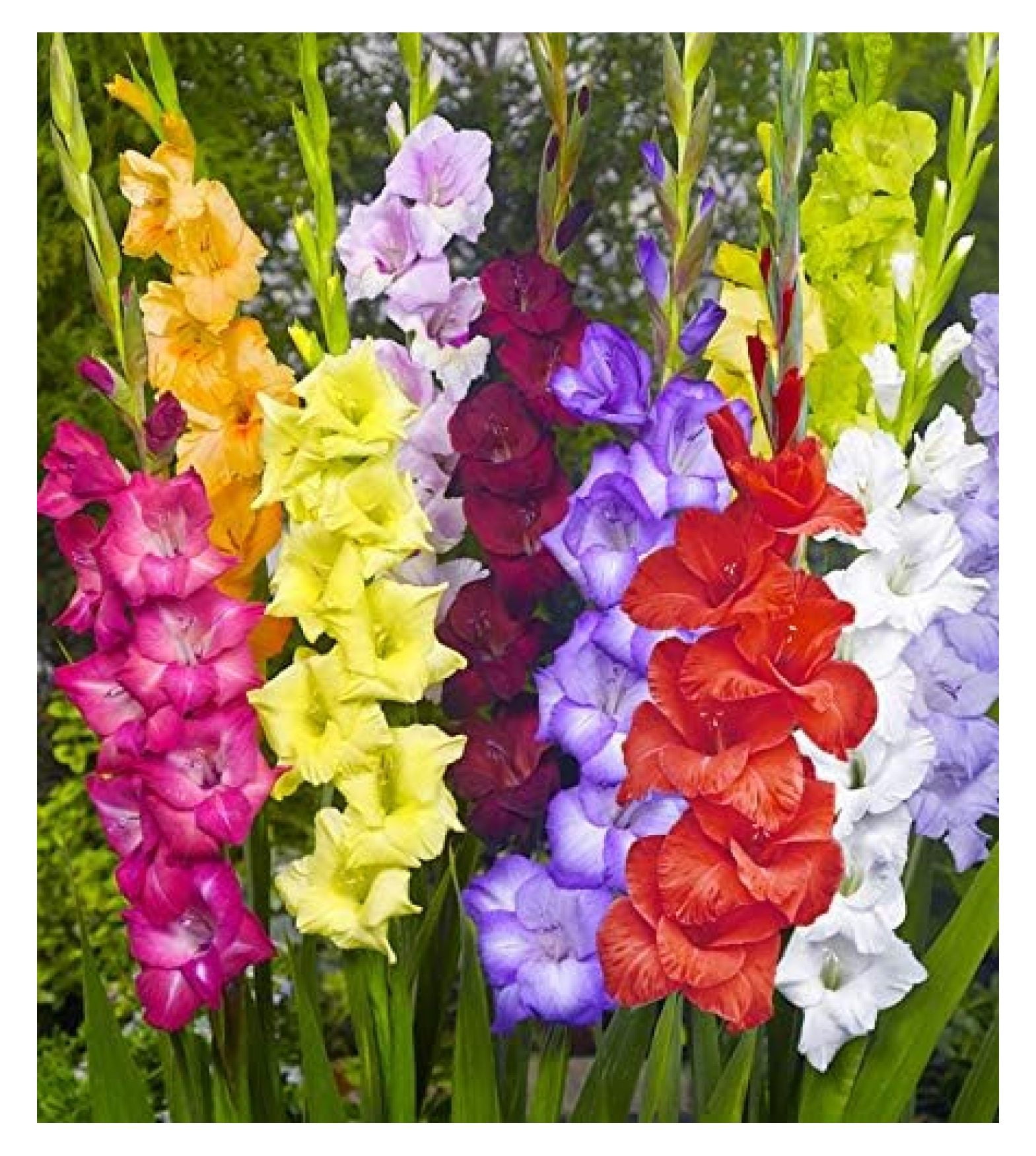 Made and Shipped in USA (20) , New, Giant Flowering Mixed Colors Gladiolus Bulbs, Plants