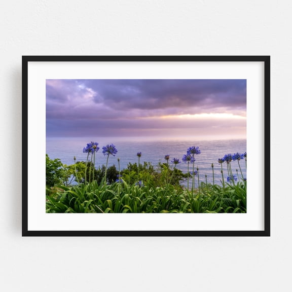 Madeira African Lilies in Sunrise - Madeira Portugal Photography Seascape Flowers Ocean Sunset Coastal Floral Nature Black Framed Wall Art Print 16 x 24 inches