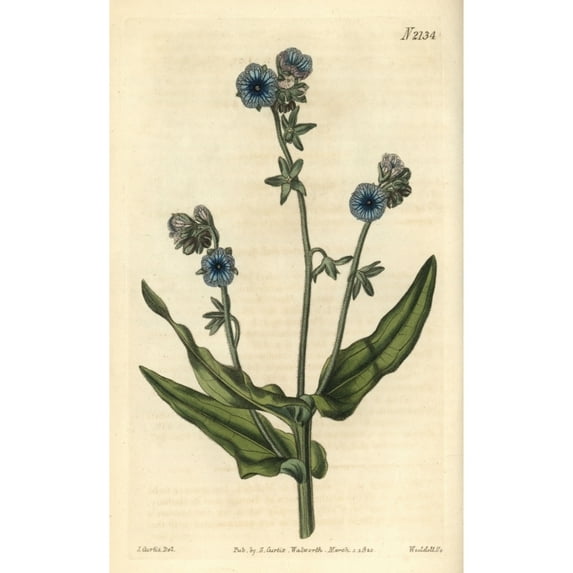 Madeira Hound'S Tongue, Cynoglossum Pictum Poster Print By ® Florilegius Mary Evans (24 X 36)