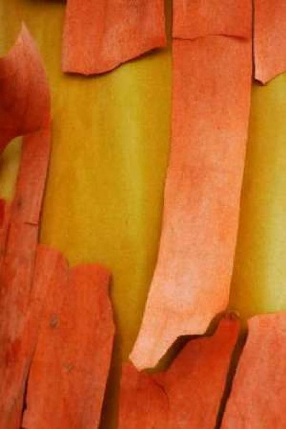 Madrone Mosaic I Canvas Art - Vitaly Geyman (12 x 18)