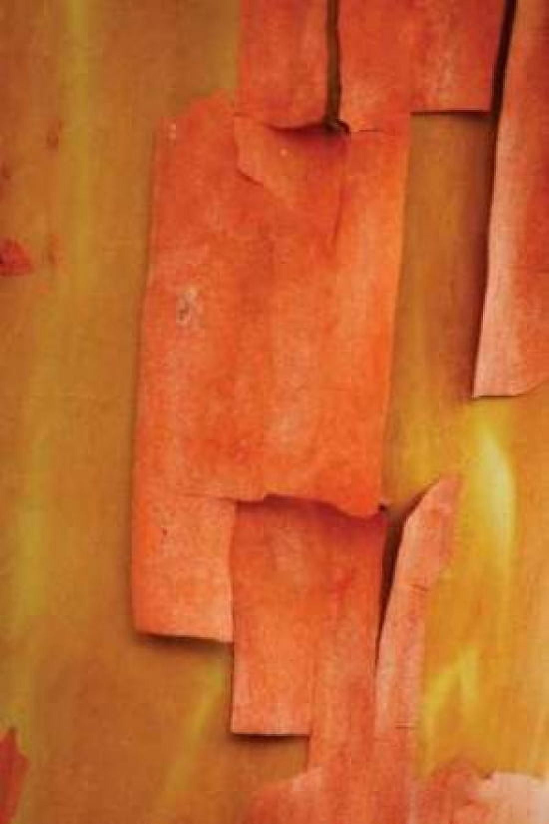 Madrone Mosaic II Canvas Art - Vitaly Geyman (24 x 36)