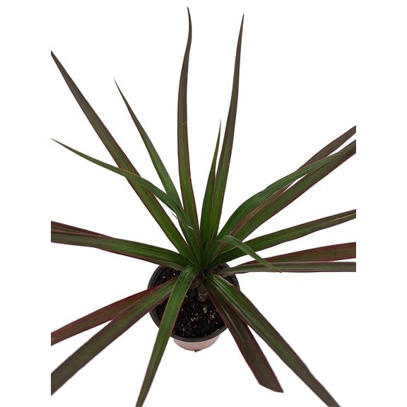 Magenta Madagascar Dragon Tree - Dracaena marginata - 3.5" Pot