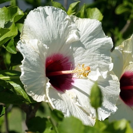 Luna™ White Hibiscus - Hibiscus moscheutos 'Luna White'