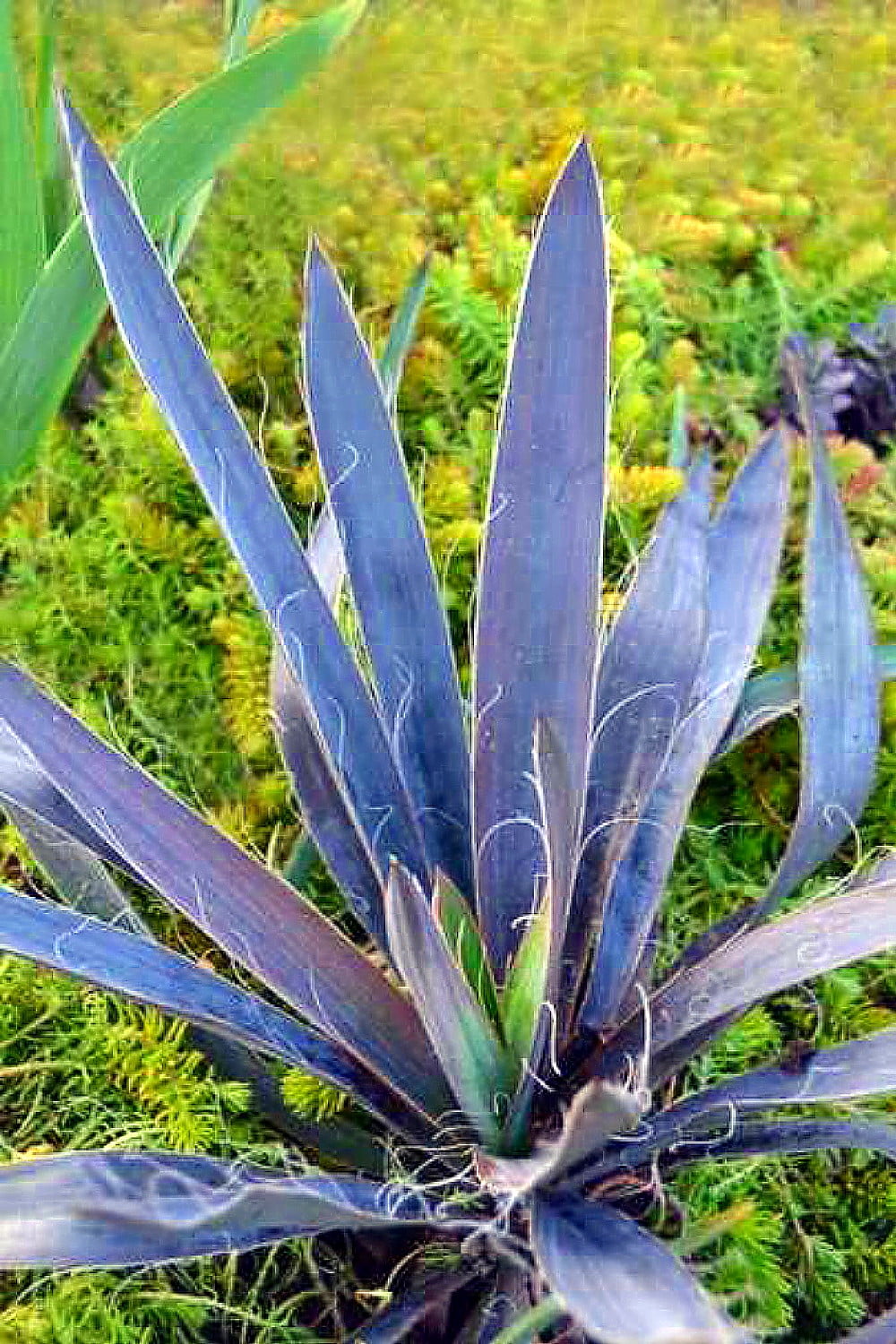 Magenta Magic - Yucca aloifolia - Purple Foliage - 4" Pot - Indoors or Out