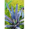 thumbnail image 1 of Magenta Magic - Yucca aloifolia - Purple Foliage - 4" Pot - Indoors or Out, 1 of 2