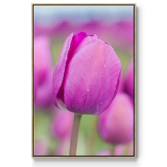 Magenta Stem Framed Premium Gallery Wrapped Canvas - Ready to Hang