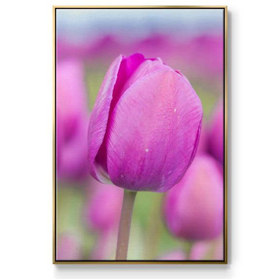 Magenta Stem Framed Premium Gallery Wrapped Canvas - Ready to Hang