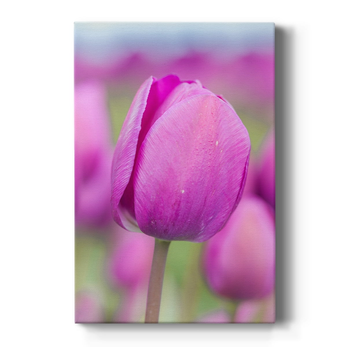 Magenta Stem Premium Gallery Wrapped Canvas - Ready to Hang