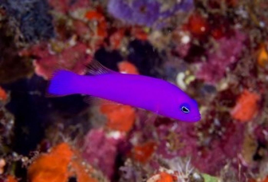 Magenta dottyback fish Canvas Art - Jaynes Gallery DanitaDelimont (36 x 24)