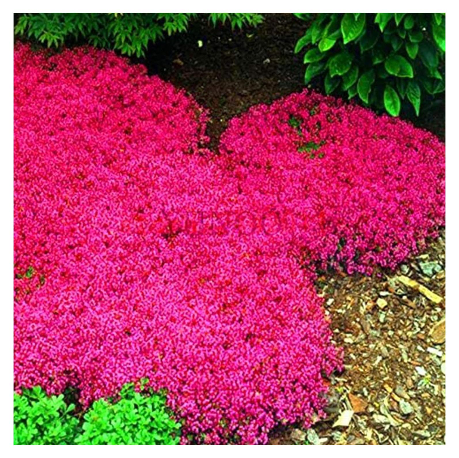 Magic Carpet Creeping Thyme Ground Cover Creeping Thyme Seeds(1000 Pcs