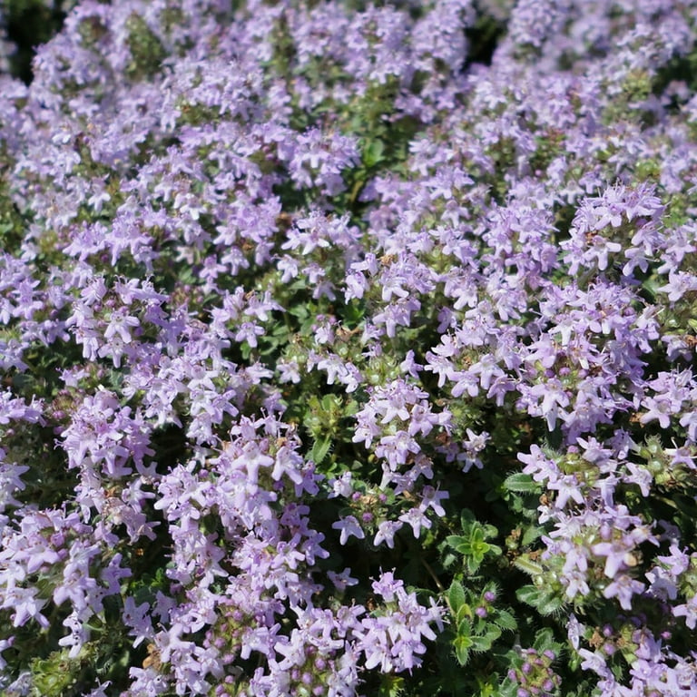 Creeping Thyme Magic Carpet