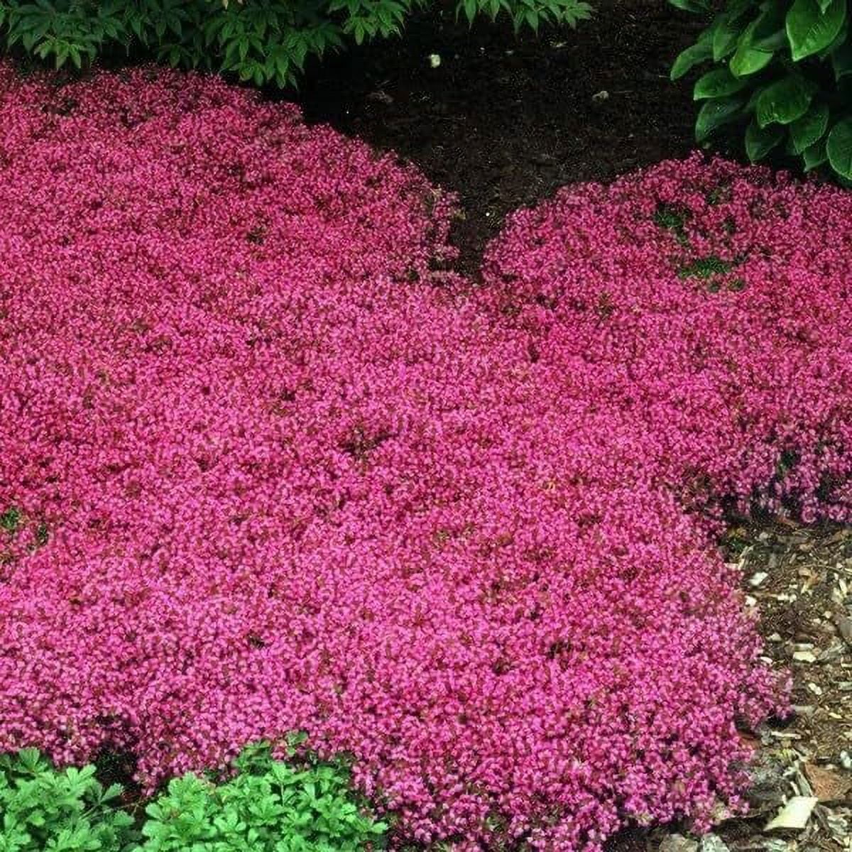 Magic Creeping Thyme Seeds MMF7 20000+ Ground Cover Plant Seeds