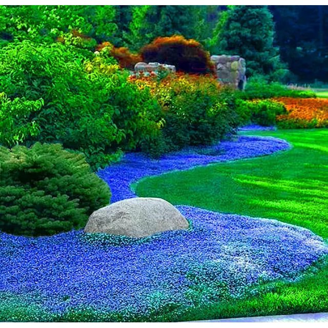 Magic Creeping Thyme Seeds OIF8 15000+ Creeping Thyme Seeds Dwarf