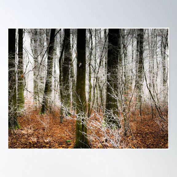 Magic Forest Poster Wall Art, Modern Wall Decor, 12x18 UNFRAMED