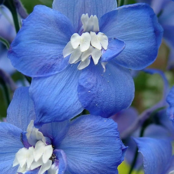 Magic Fountains Delphinium Blue w/White Bee ~50 Seeds – Delphinium elatum – Compact 24–36" Perennial – 2nd-Year Blooms – Non-GMO Flower Seeds for Cut Gardens