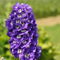 Magic Fountains Delphinium Lavender w/White Bee ~50 Seeds – Delphinium elatum – Compact 24–36" Perennial – 2nd-Year Blooms – Non-GMO Flower Seeds for Cut Gardens